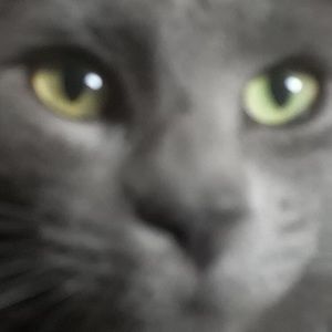 Meet your Posher, Luis